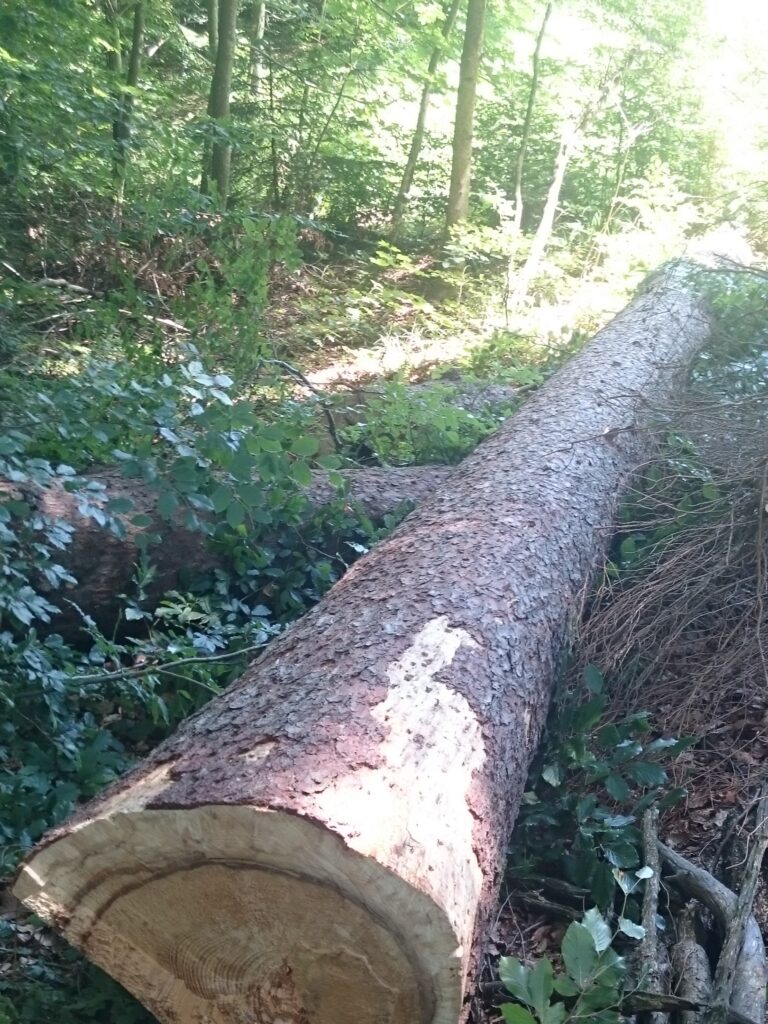 Gefällter Baum