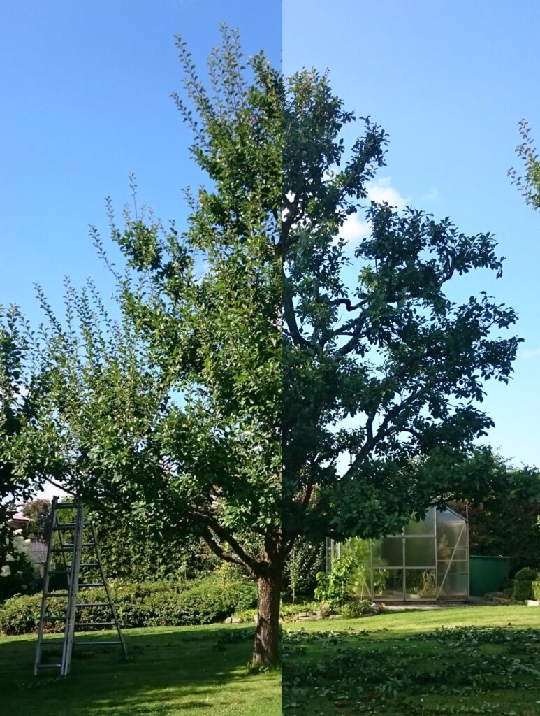 Vorher-/ Nachher- Bild vom Pflegeschnitt eines Obst-Baumes